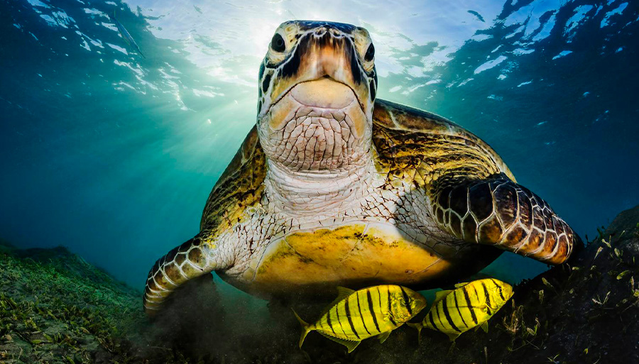 Top Photographers in the USA